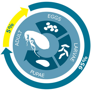 Flea-Life-Cycle.jpg