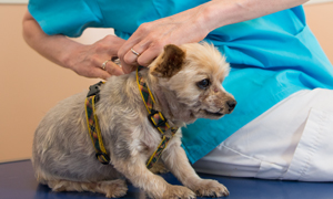 Cepiva za pse: pred katerimi boleznimi lahko zaščitim svojega psa?