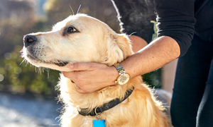 Dirofilarioza - življenjsko ogrožujoča bolezen