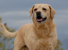 Bolezni prostate pri psih: simptomi in testiranje