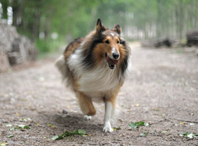 Urinska inkontinenca pri psičkah